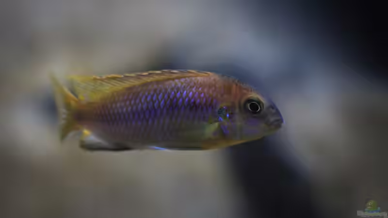 Besatz im Aquarium Mbuna Bay von Nina Hutter (32)