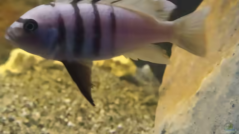 Besatz im Aquarium Mbuna Becken (Einlaufphase) von Jan83 (15)