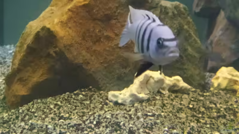 Besatz im Aquarium Mbuna Becken (Einlaufphase) von Jan83 (16)