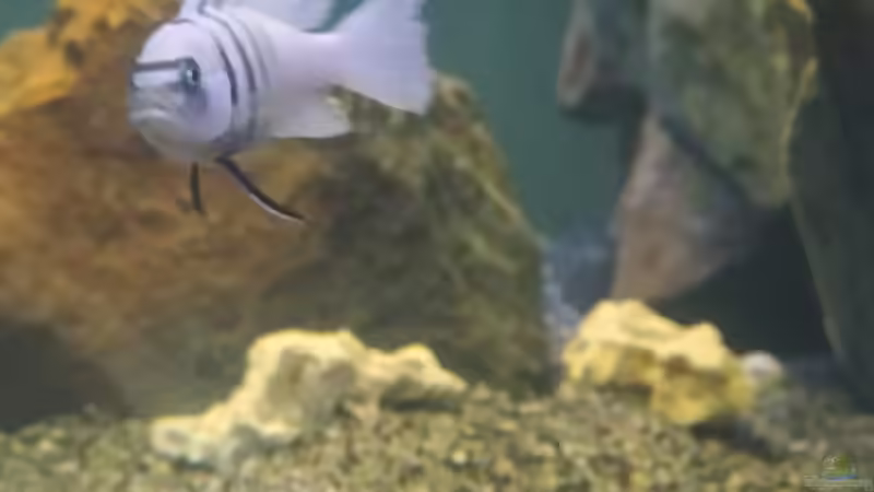 Besatz im Aquarium Mbuna Becken (Einlaufphase) von Jan83 (17)