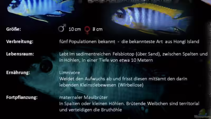 Besatz im Aquarium Mbuna Becken (nur noch als Beispiel) von Sebastian O. (35)