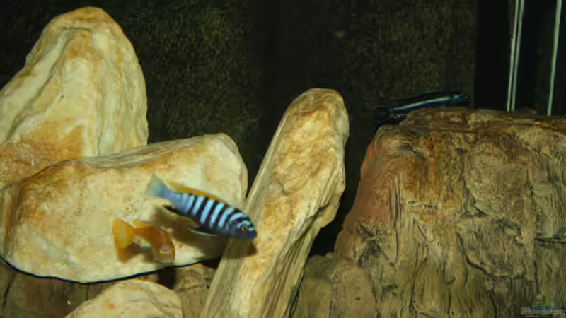 Besatz im Aquarium Mbuna Becken von MikeM. (39)