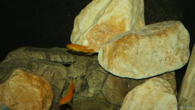 Besatz im Aquarium Mbuna Becken von MikeM. (40)