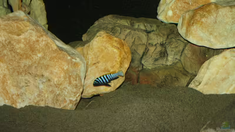 Besatz im Aquarium Mbuna Becken von MikeM. (42)