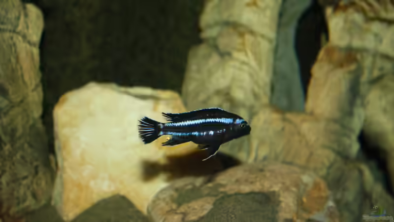 Besatz im Aquarium Mbuna Becken von MikeM. (43)