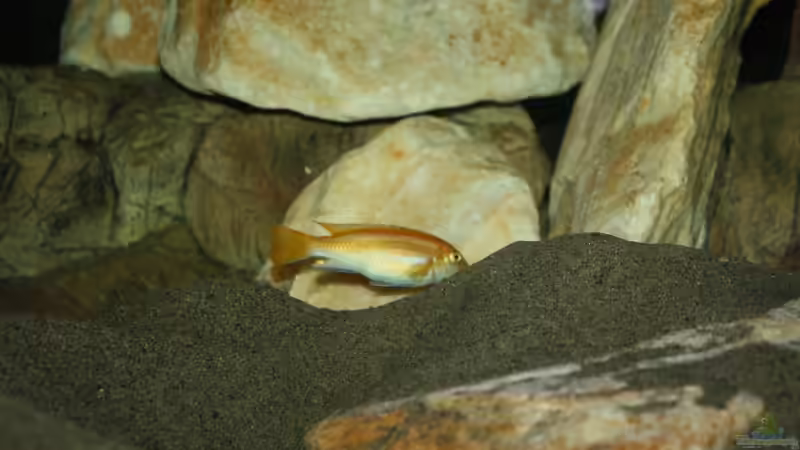 Besatz im Aquarium Mbuna Becken von MikeM. (45)