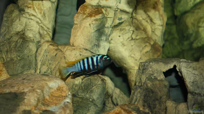 Besatz im Aquarium Mbuna Becken von MikeM. (46)