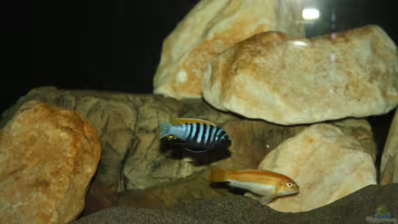 Besatz im Aquarium Mbuna Becken von MikeM. (47)
