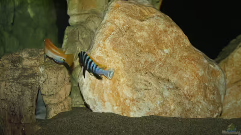 Besatz im Aquarium Mbuna Becken von MikeM. (48)