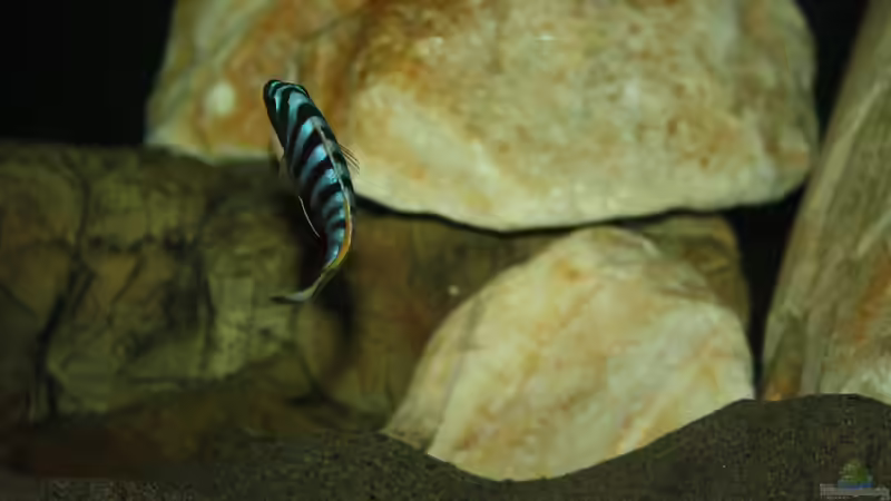 Besatz im Aquarium Mbuna Becken von MikeM. (49)