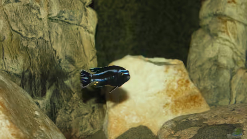 Besatz im Aquarium Mbuna Becken von MikeM. (51)