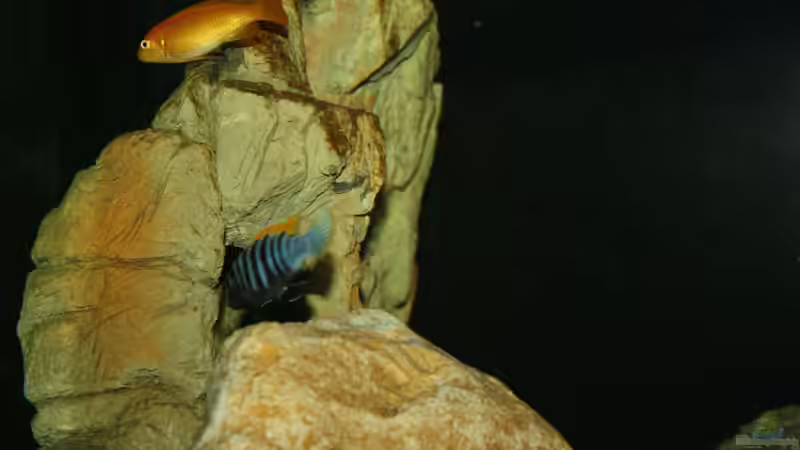 Besatz im Aquarium Mbuna Becken von MikeM. (52)