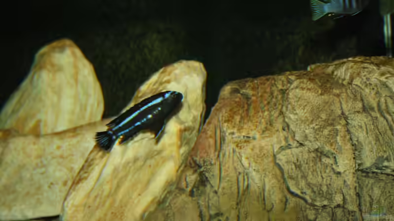 Besatz im Aquarium Mbuna Becken von MikeM. (53)