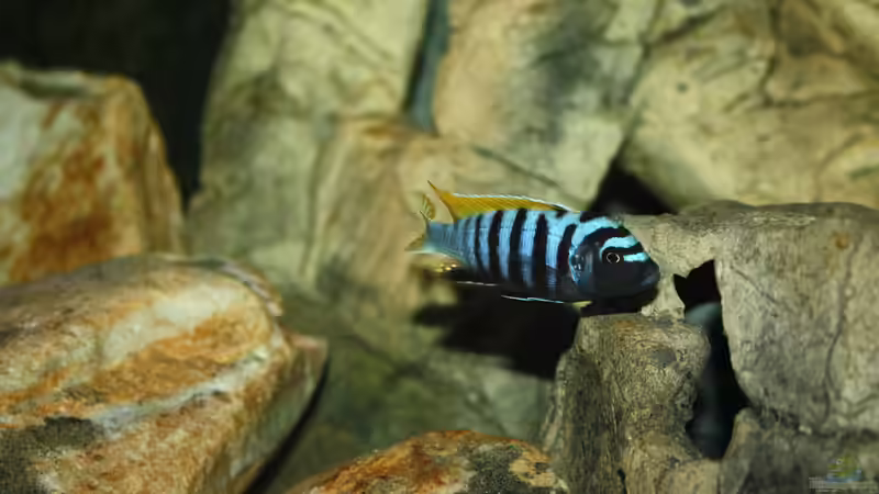 Besatz im Aquarium Mbuna Becken von MikeM. (54)