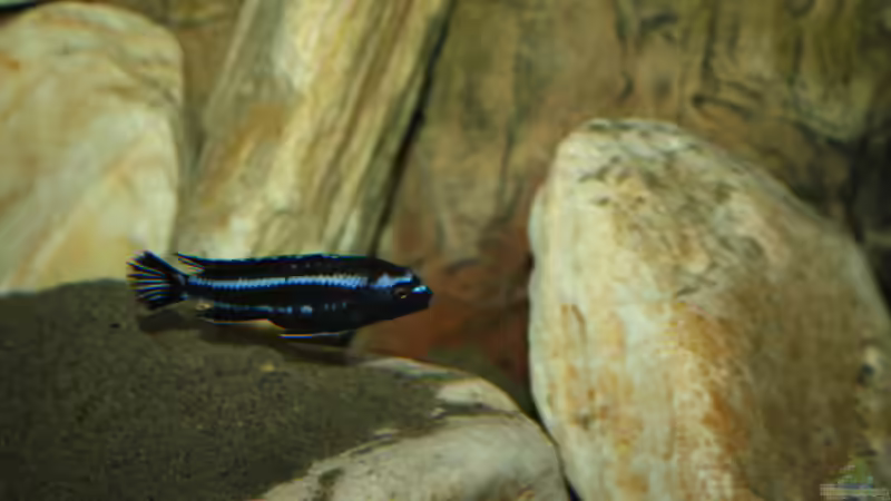 Besatz im Aquarium Mbuna Becken von MikeM. (57)