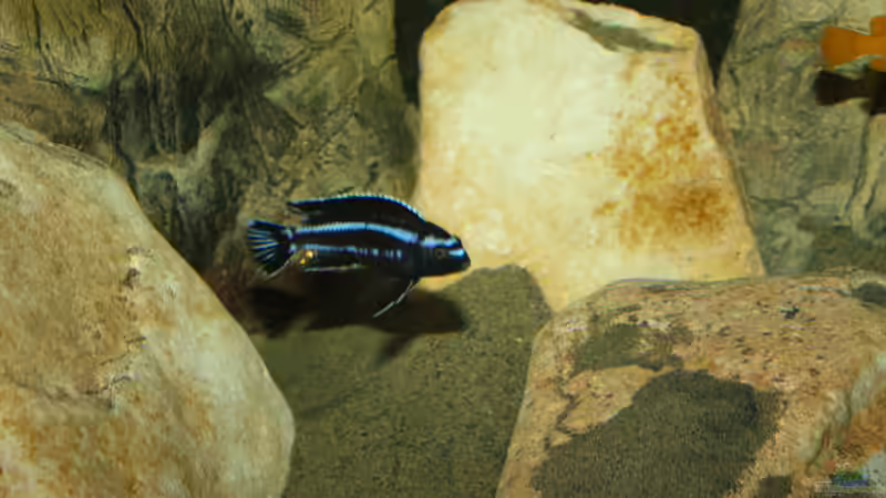 Besatz im Aquarium Mbuna Becken von MikeM. (58)