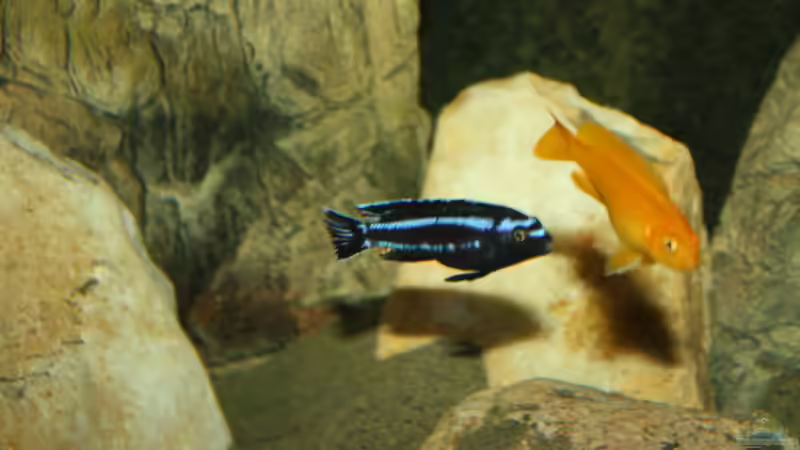 Besatz im Aquarium Mbuna Becken von MikeM. (59)