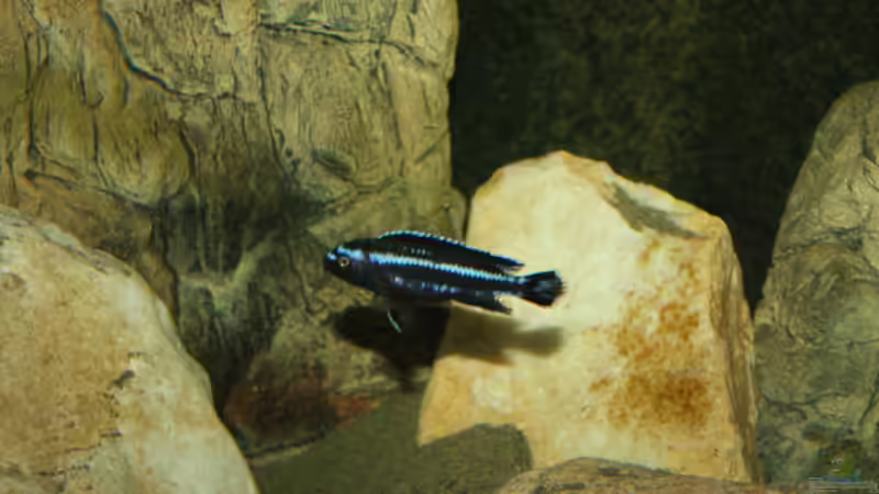 Besatz im Aquarium Mbuna Becken von MikeM. (60)