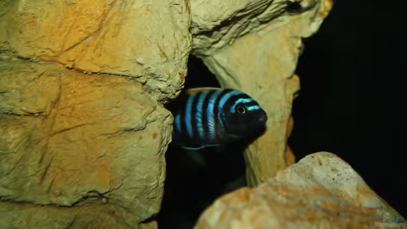 Besatz im Aquarium Mbuna Becken von MikeM. (61)