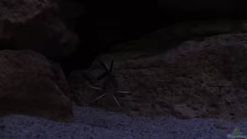 Besatz im Aquarium Mbuna Felsen von aquamika (27)