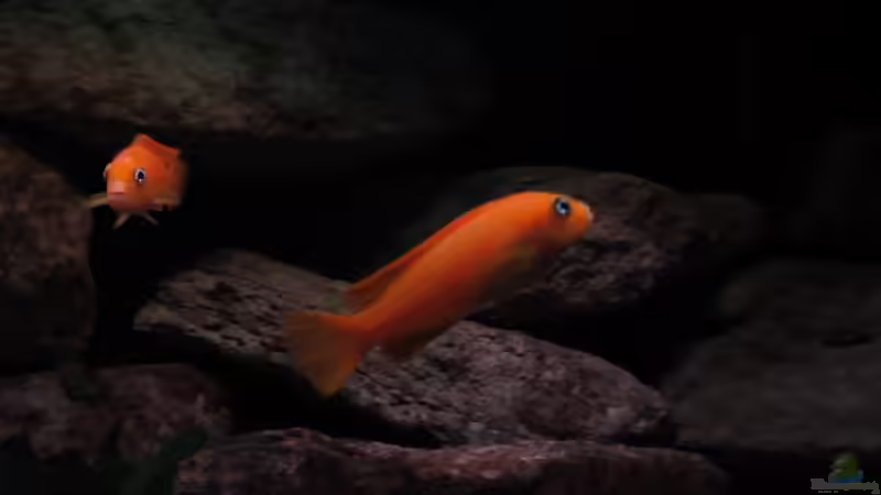 Besatz im Aquarium Mbuna Felsen von aquamika (30)