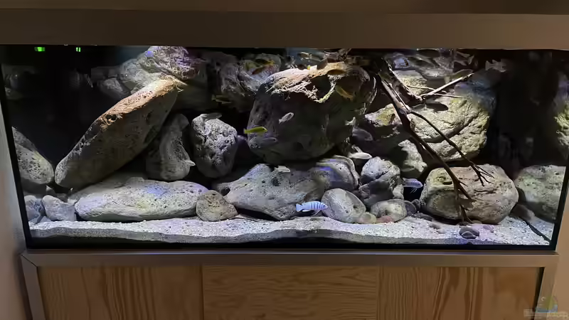 Besatz im Aquarium Mbuna Felszone von Fab! (10)