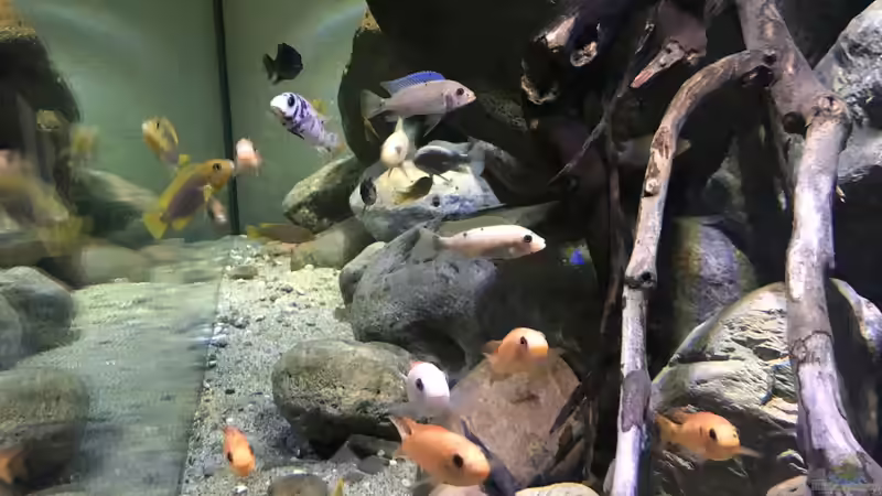 Besatz im Aquarium Mbuna Felszone von Fab! (11)