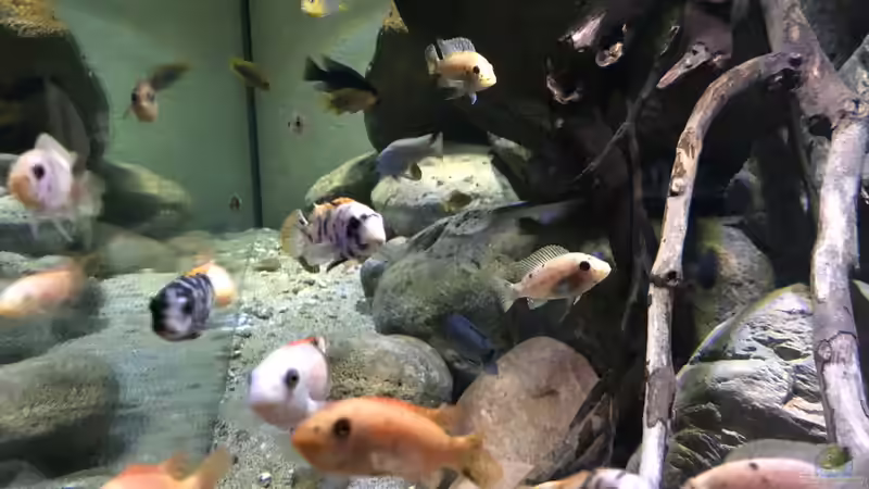 Besatz im Aquarium Mbuna Felszone von Fab! (12)