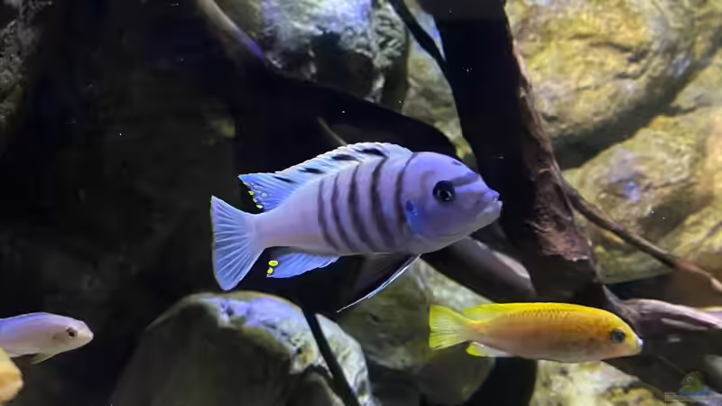 Besatz im Aquarium Mbuna Felszone von Fab! (16)
