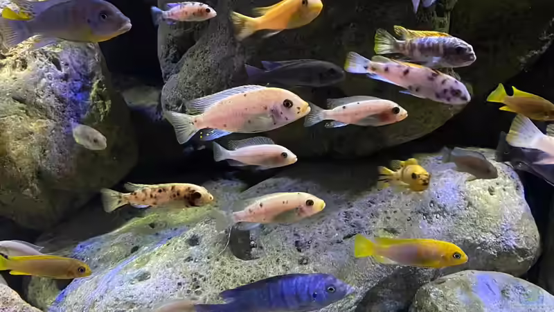 Besatz im Aquarium Mbuna Felszone von Fab! (27)