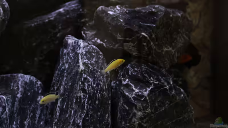 Besatz im Aquarium Mbuna Juwel Vision 260 von MHu (25)