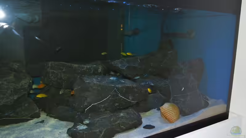 Besatz im Aquarium Mbuna meets Basalt von Andriko (45)