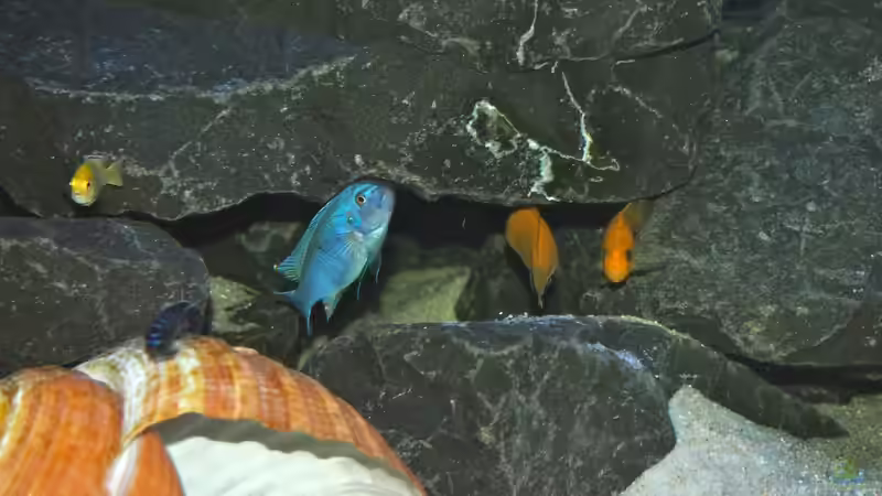 Besatz im Aquarium Mbuna meets Basalt von Andriko (46)