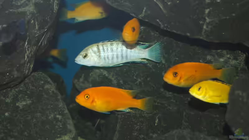 Besatz im Aquarium Mbuna meets Basalt von Andriko (47)