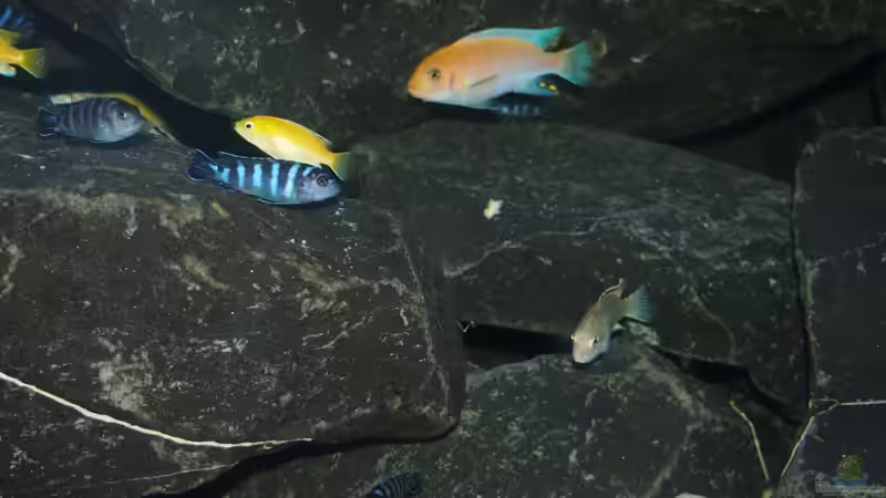 Besatz im Aquarium Mbuna meets Basalt von Andriko (48)