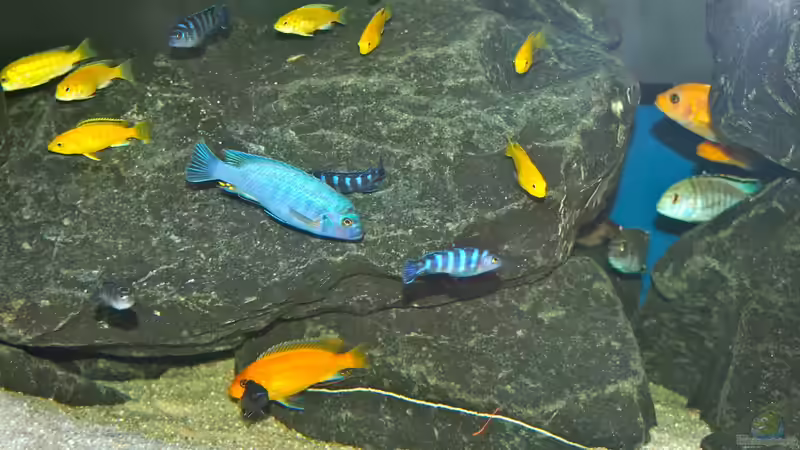 Besatz im Aquarium Mbuna meets Basalt von Andriko (49)