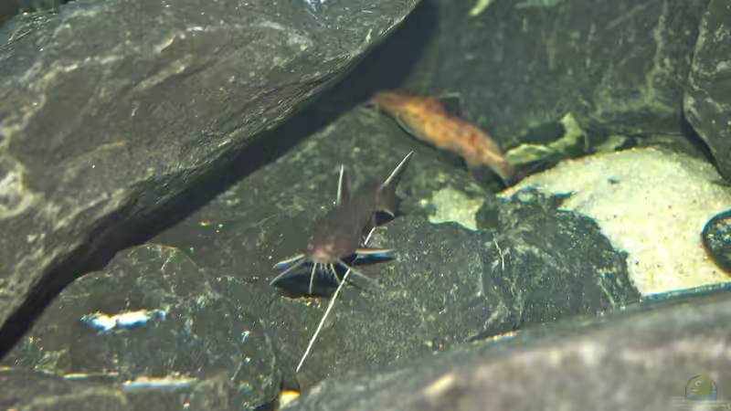 Besatz im Aquarium Mbuna meets Basalt von Andriko (50)