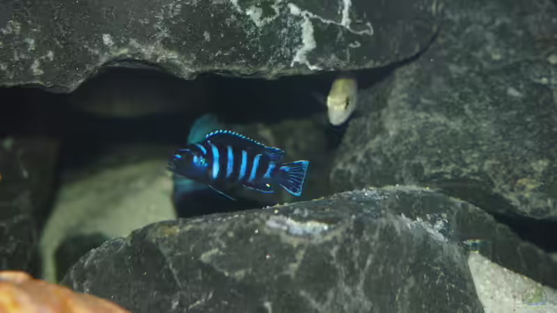 Besatz im Aquarium Mbuna meets Basalt von Andriko (51)