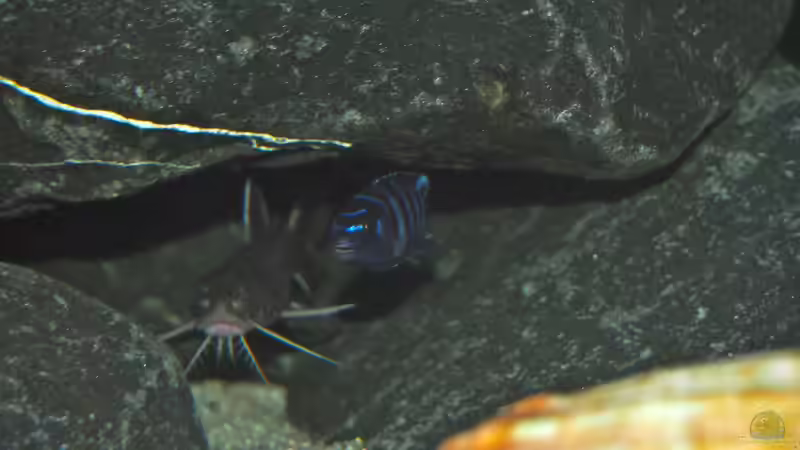 Besatz im Aquarium Mbuna meets Basalt von Andriko (52)