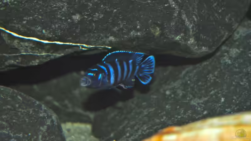 Besatz im Aquarium Mbuna meets Basalt von Andriko (53)