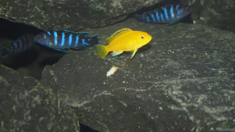 Besatz im Aquarium Mbuna meets Basalt von Andriko (54)