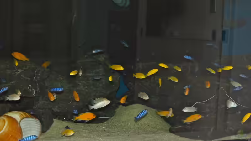 Besatz im Aquarium Mbuna meets Basalt von Andriko (55)