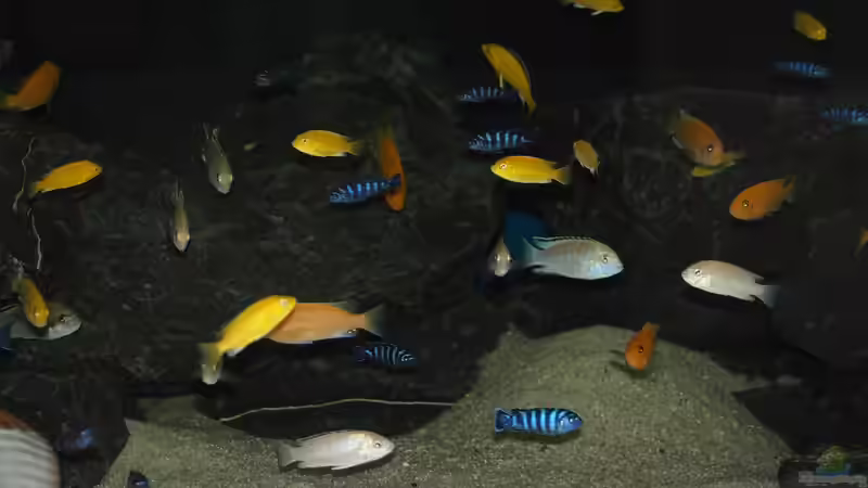 Besatz im Aquarium Mbuna meets Basalt von Andriko (56)