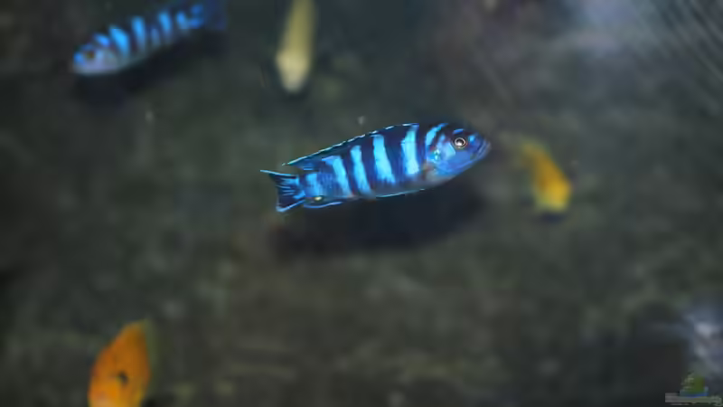 Besatz im Aquarium Mbuna meets Basalt von Andriko (59)