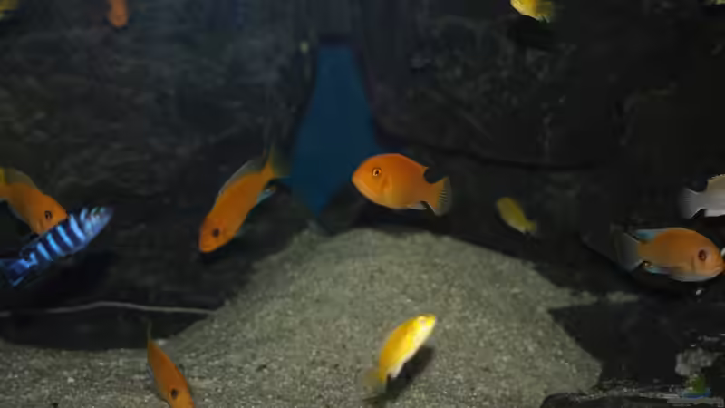 Besatz im Aquarium Mbuna meets Basalt von Andriko (60)
