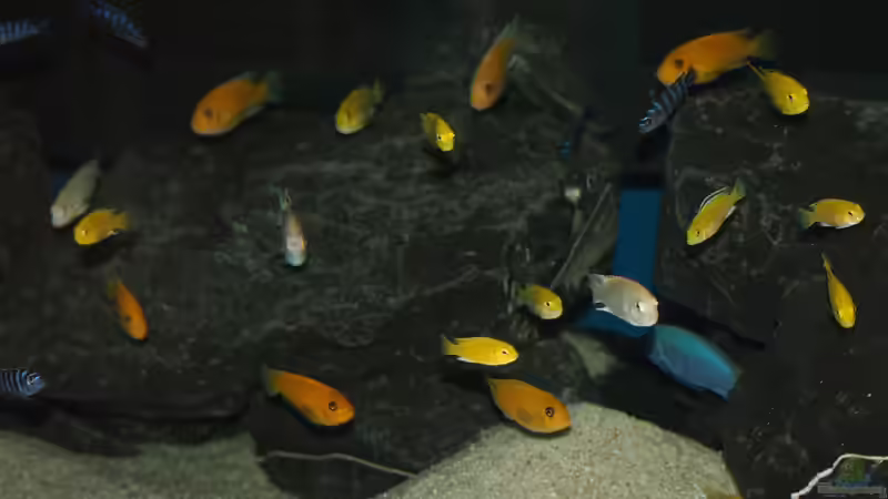 Besatz im Aquarium Mbuna meets Basalt von Andriko (61)