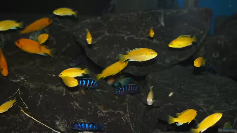 Besatz im Aquarium Mbuna meets Basalt von Andriko (62)