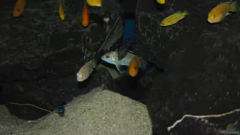 Besatz im Aquarium Mbuna meets Basalt von Andriko (64)