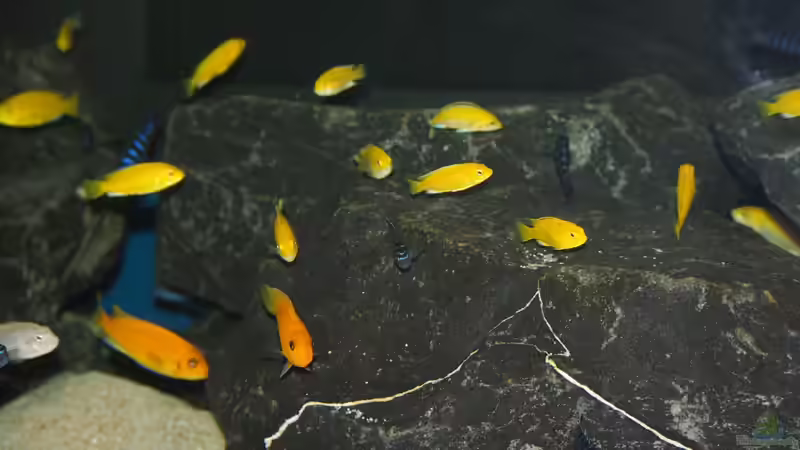 Besatz im Aquarium Mbuna meets Basalt von Andriko (65)
