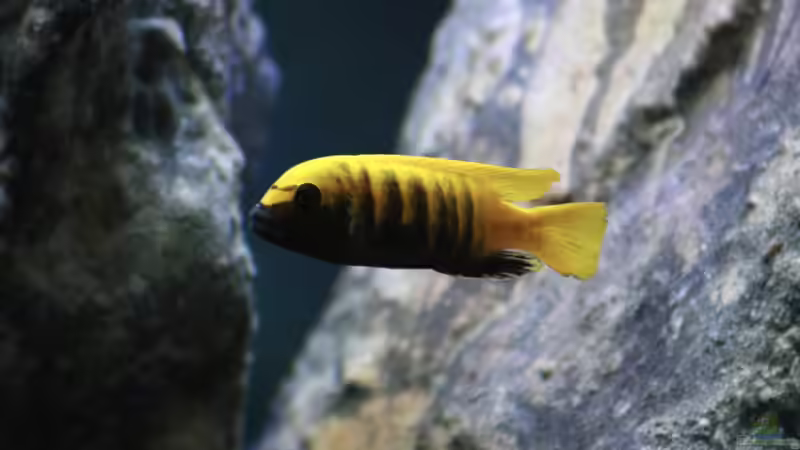 Besatz im Aquarium Mbuna Mumbo Island by Lukas von LukW124 (17)